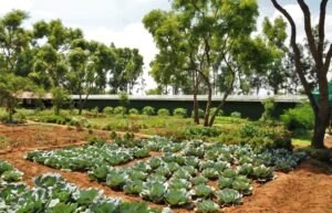 organic_garden