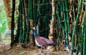 peahen_bg