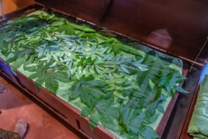 Ayurveda-Panchakarma-Herbal-Steam-Mangosteen-Ayurveda-Wellness-Resort-Phuket (4 of 39)-X3